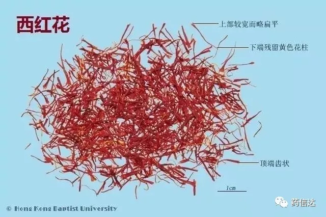 中药材鉴别